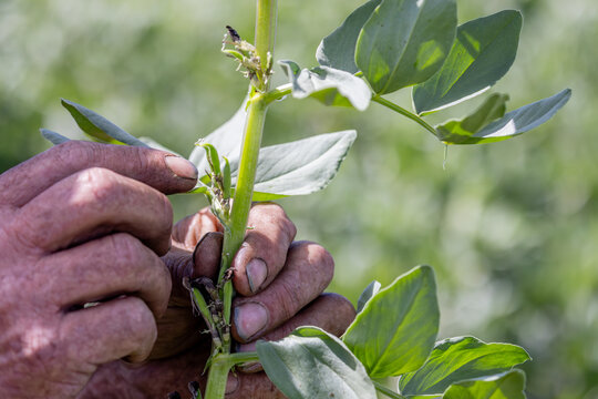 Hands of a farmer inspecting frost damage to a faba bean plant