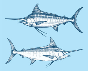 Hand Drawn Vintage Marlin Fish Vector Illustration Set