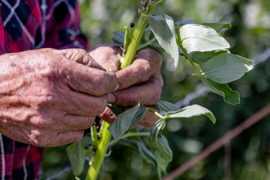 Hands of a farmer inspecting frost damage to a faba bean plant