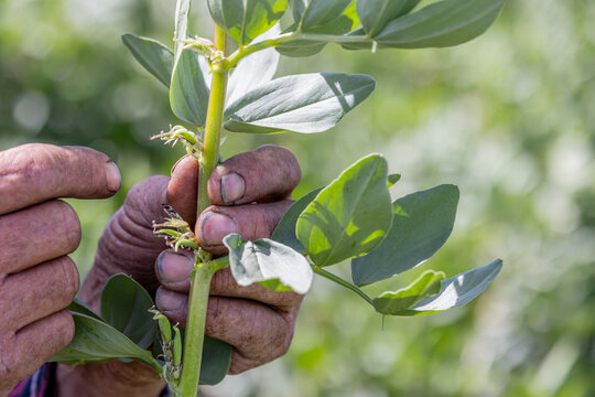 Hands of a farmer inspecting frost damage to a faba bean plant
