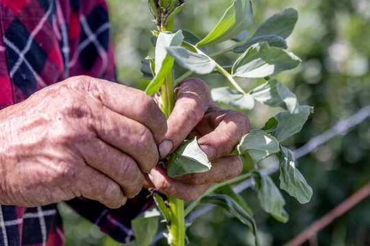 Hands of a farmer inspecting frost damage to a faba bean plant