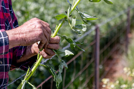 Hands of a farmer inspecting frost damage to a faba bean plant