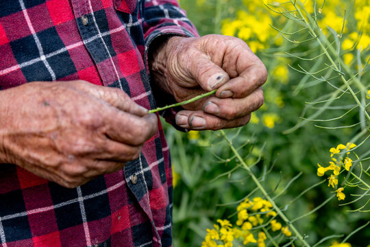 hands of a farmer in a canola crop inspecting for frost damage