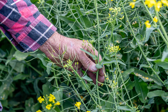 Hands of a farmer inspecting frost damage to a canola plant
