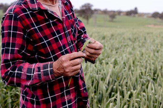 farmer in a wheat crop inspecting frost damage