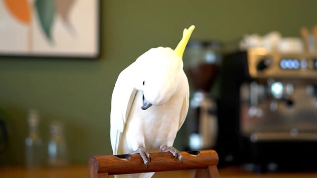 A white cockatoo with a yellow crest perches on a wooden stand in front of an abstract painting