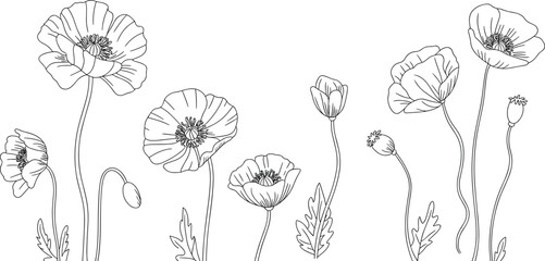 Hand-drawn botanical poppy flowers line art illustration set, detailed black and white sketch of blooming plants and leaves for nature design © Ponkaj Creatives
