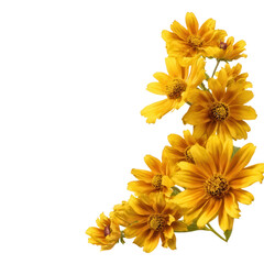 Yellow Daisy-like Flowers with Brown Centers isolated on a transparent background