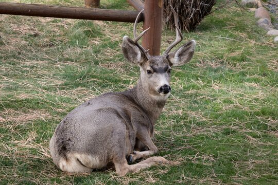Mule deer at YMCA in Estes Park, CO hanging out in the open.