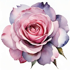 watercolor pink rose on white background