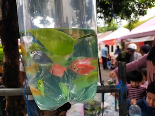 Fish in the plastic bag