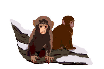 Two baby snow monkeis illustration