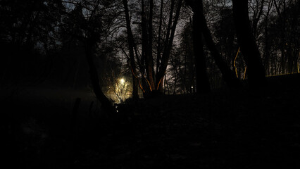 Mysterious forest path at night with glowing lights
