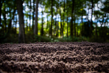 Obraz premium Soil texture with green nature bokeh background. Soil surface. Ground for eco design projects. Fertile soil and humus. Closeup of dirt and clay in farm field. Soil for planting. Cultivated land.