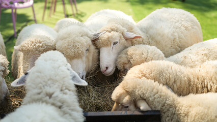 Obraz premium Group of white sheep are eating grass hay. Animal livestock farming in nature scene, close-up with eye selective focus.