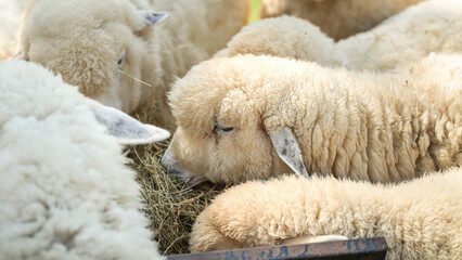Group of white sheep are eating grass hay. Animal livestock farming in nature scene, close-up with...