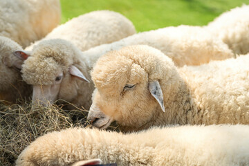 Obraz premium Group of white sheep are eating grass hay. Animal livestock farming in nature scene, close-up with eye selective focus.