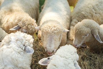 Obraz premium Group of white sheep are eating grass hay. Animal livestock farming in nature scene, close-up with eye selective focus.