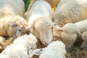 Obraz premium Group of white sheep are eating grass hay. Animal livestock farming in nature scene, close-up with eye selective focus.