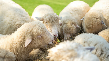 Obraz premium Group of white sheep are eating grass hay. Animal livestock farming in nature scene, close-up with eye selective focus.
