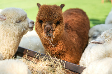 Obraz premium An alpaca is eating dryed grass hay. Animal livestock farming in nature scene, close-up with eye selective focus.