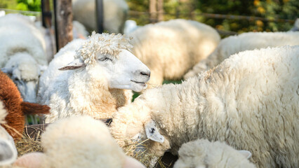 Obraz premium Group of white sheep are eating grass hay. Animal livestock farming in nature scene, close-up with eye selective focus.
