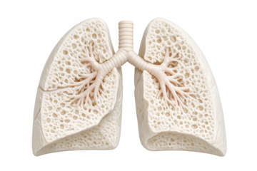 Human lung anatomy model showing respiratory system structure for education and medical concepts, transparent background