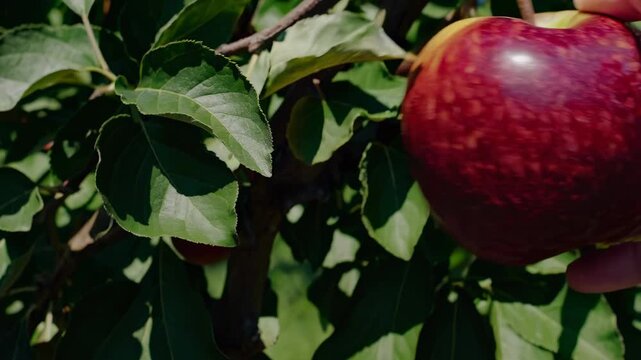 Video captures a lush apple orchard from a low-angle perspective, showcasing rows of vibrant trees under a clear blue sky, emphasizing growth and abundance.