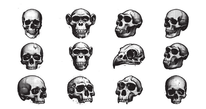 Human and Primate Skulls in Detailed Engraving Style
