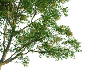 Obraz premium Fraxinus griffithii tree, corner view, cutout, transparent background, isolate, Detailed branch of a maple tree with vibrant green leaves and intricate textures, natural beauty