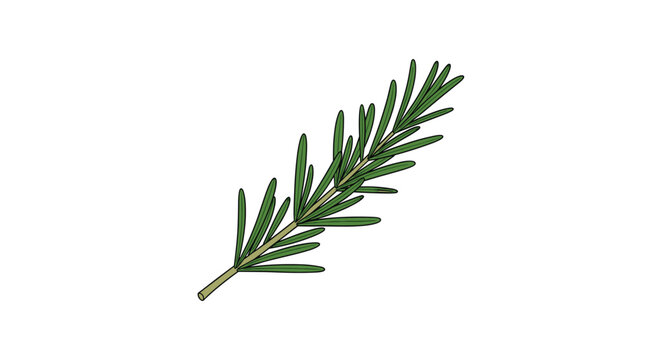 Simple and elegant illustration of a fresh green rosemary sprig with needle-like leaves on a stem, isolated on a white background.