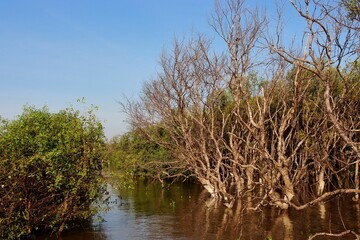Mangrove forest and deciduous trees, wetlands in tropical zone Thailand gulf