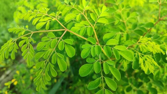 Fresh moringa leaves rich in nutrients, showing green color and natural texture, symbolizing healthy herbal plants and natural nutrition for wellness lifestyle.