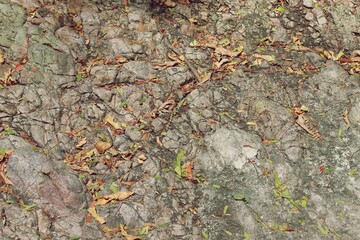 Large stone and dried leaves in a forest texture background