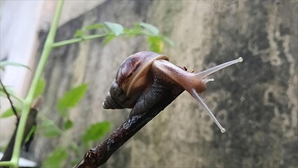 Macro snail moving on branch with wall background © Silmiart
