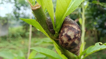Closeup of snail on tropical green plant  © Silmiart
