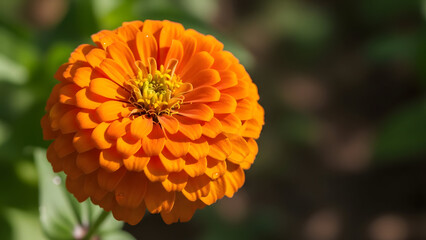  Bright Orange Marigold in Bloom