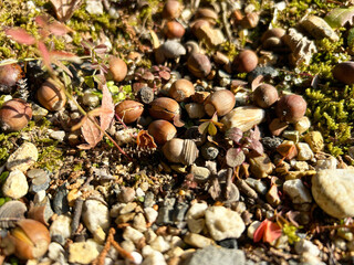 地面に落ちたどんぐり