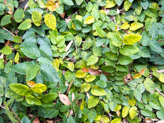 色鮮やかなオオイタビ