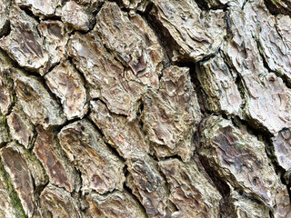 樹皮のアップ