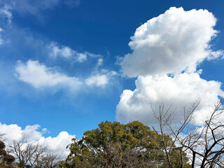 青空と鮮やかな木々