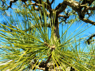 青空と松の木