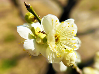梅の花のアップ