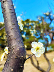 可憐な梅の花