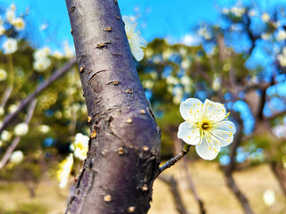 爽やかなに咲く梅