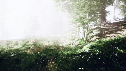Fototapeta premium Soft sunlight breaks through a thick layer of mist in a lush, green forest. The air is fresh, and foliage glimmers with dew, enhancing the tranquility of this magical moment in nature.