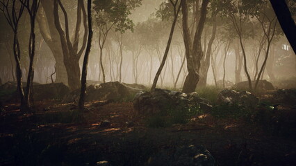 A serene forest scene filled with tall trees, rugged rocks, and a gentle mist. Soft light breaks through the canopy, creating an ethereal atmosphere at dawn.