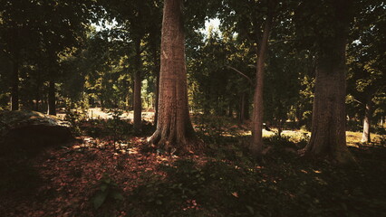 Obraz premium Soft sunlight streams through tall trees, casting gentle shadows on the forest floor. The serene atmosphere invites peaceful moments among nature, surrounded by lush greenery.