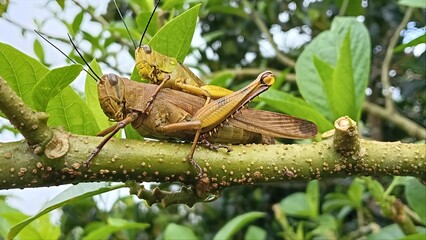 Two Brown Grasshoppers Mating on a Green Tree Branch