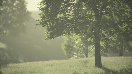 Fototapeta premium Gentle sunlight illuminates a peaceful landscape filled with vibrant greenery and tall trees. Leaves rustle softly, creating a calm atmosphere for relaxation.